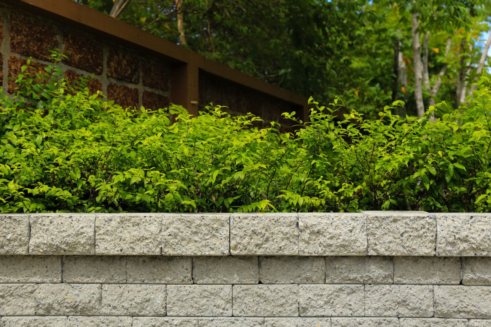 A wall with bushes growing in it